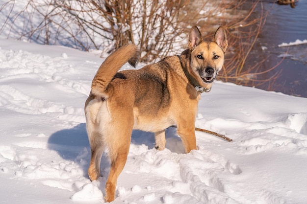 Un perro en la nieve con la cola levantada