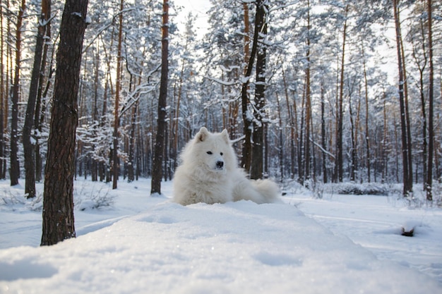 Un perro en la nieve en Finlandia