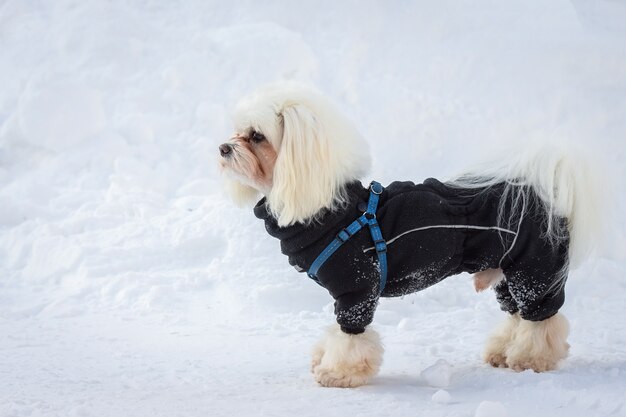 Perro nieve invierno