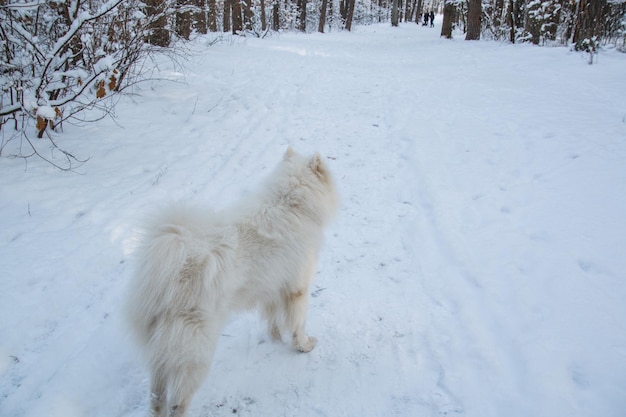 Un perro en la nieve mirando hacia los árboles.