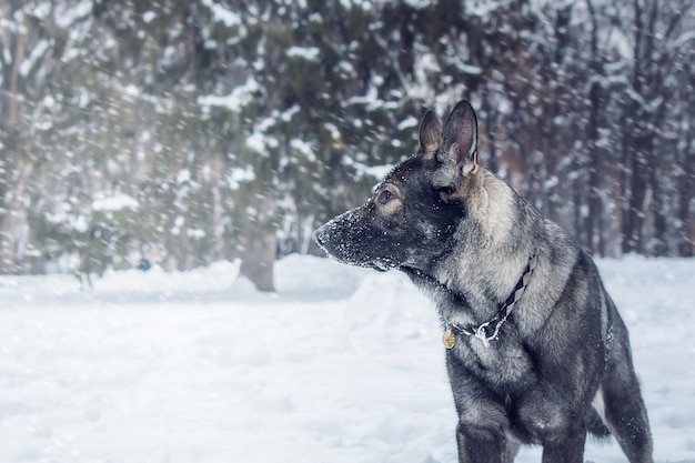 Un perro en la nieve mirando a la cámara.