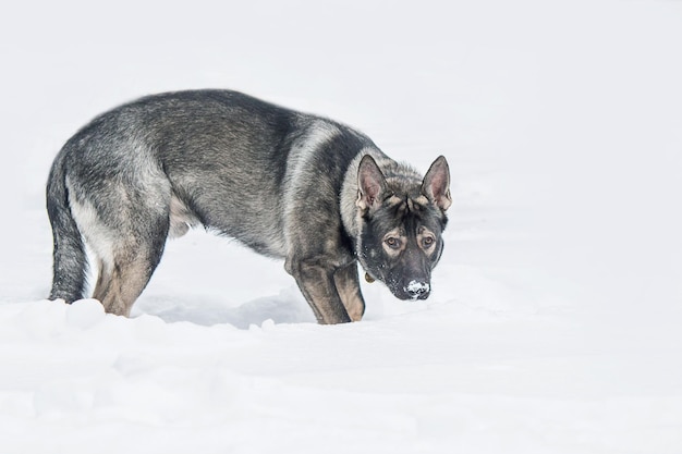 Un perro en la nieve con el nombre de lobo.