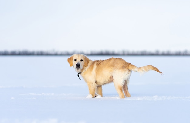 Perro en nieve profunda