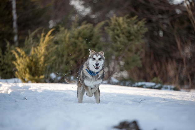 Foto perro en la nieve