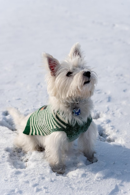 Perro en la nieve