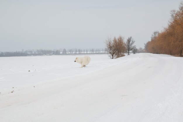 un perro en la nieve