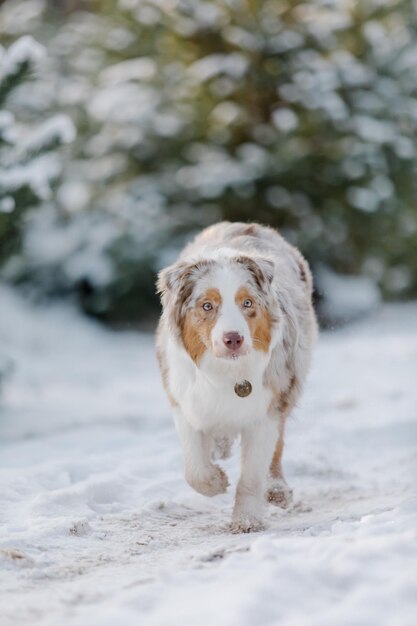 un perro en la nieve