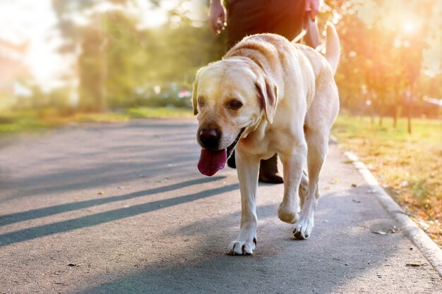 Un perro obediente camina con una correa en un parque de otoño.