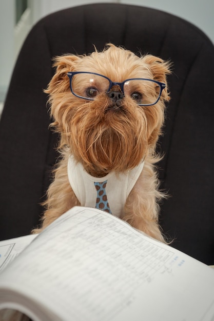 perro en oficina