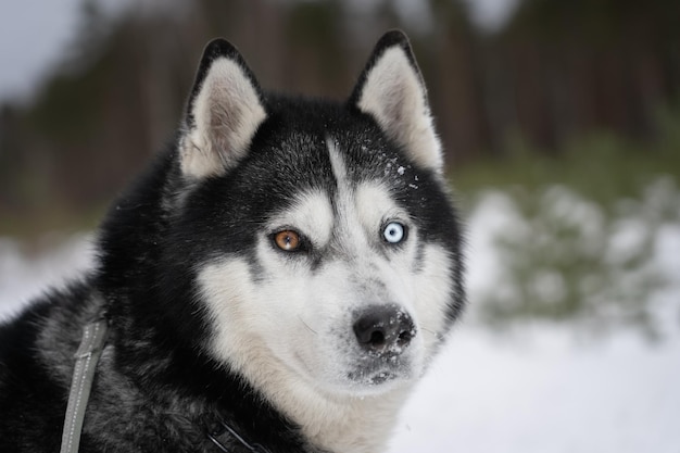 Un perro con un ojo azul y una cara en blanco y negro.