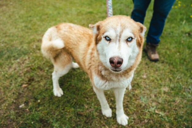 Foto un perro con ojos azules está parado con una correa.