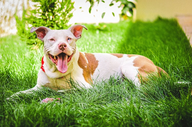 Perro de ojos diferentes jugando en el jardín.