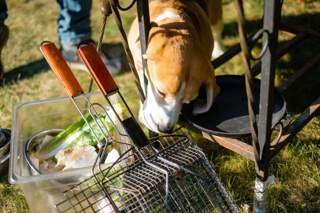 El perro olfateando la parrilla Fiesta familiar al aire libre Beagle corrió en el jardín y olió carne