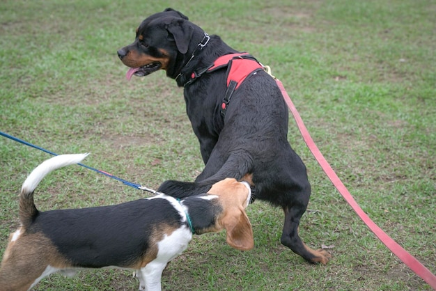 Perro olfateando el trasero de otro perro Concepto de socialización de perros