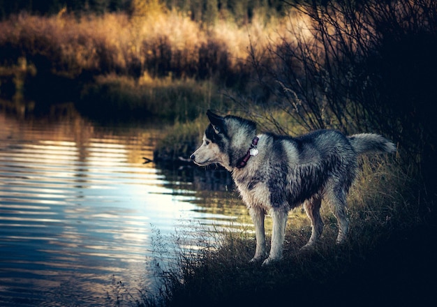 Perro en la orilla del lago