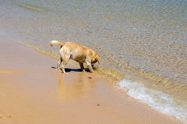 perro a la orilla del mar