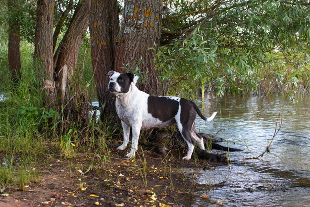 Un perro en la orilla del río Naturaleza y árboles verdes en el estanque