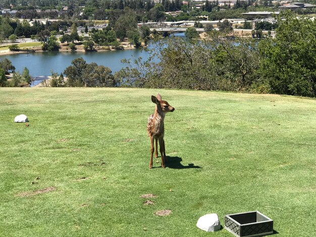 Foto perro en la orilla del río