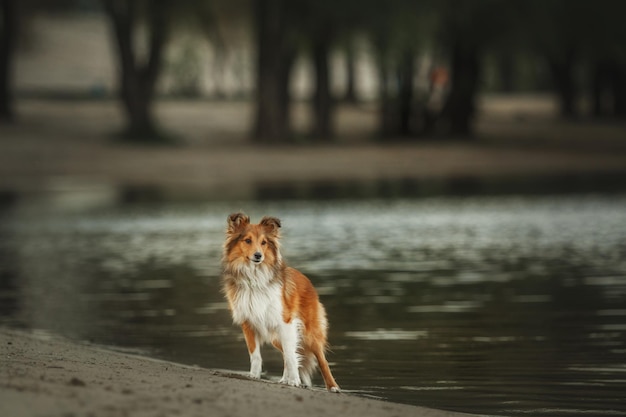 Un perro se para en la orilla de un río.