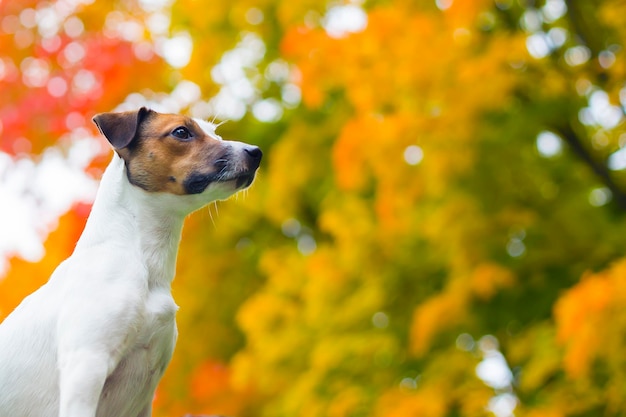 perro otoño