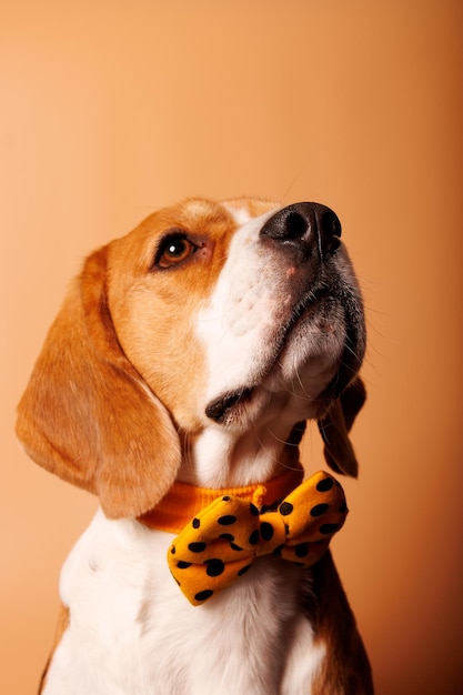 Foto un perro con una pajarita amarilla con puntos negros