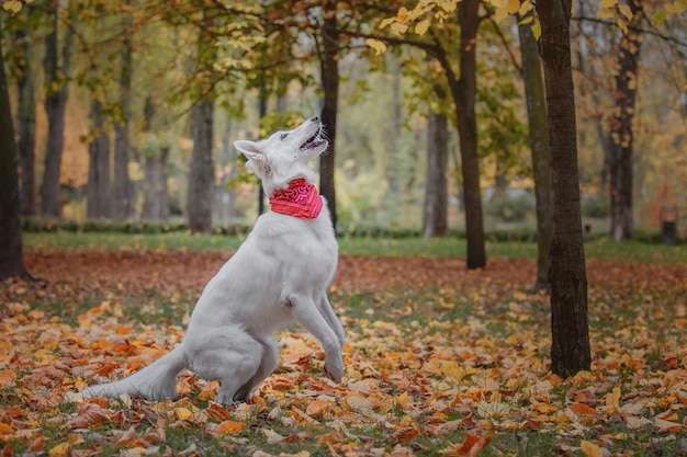 Un perro con un pañuelo rojo en el cuello se para frente a un árbol con hojas.