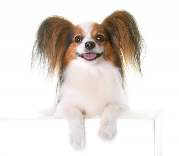 perro papillon joven