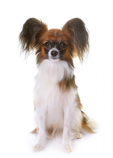 perro papillon joven