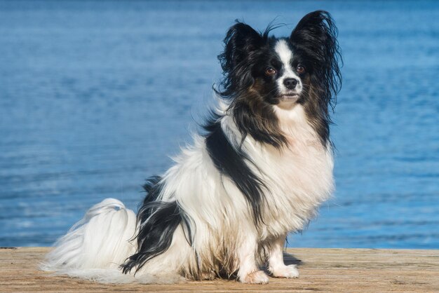 Perro Papillon pelaje blanco y atigrado y cabello largo y con flecos en las orejas en la playa cerca del agua