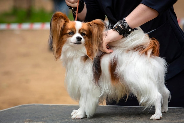 Perro papillón en primer plano en una exposición canina