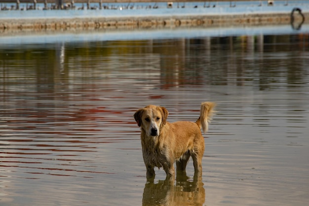 un perro parado en el agua