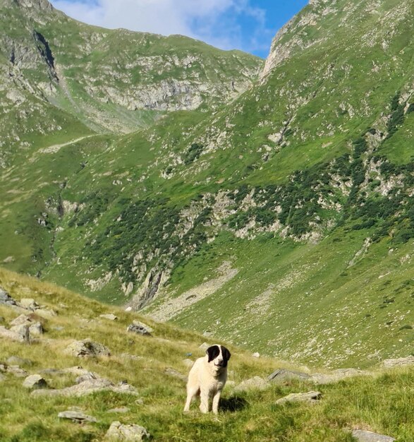 Un perro parado en una colina cubierta de hierba