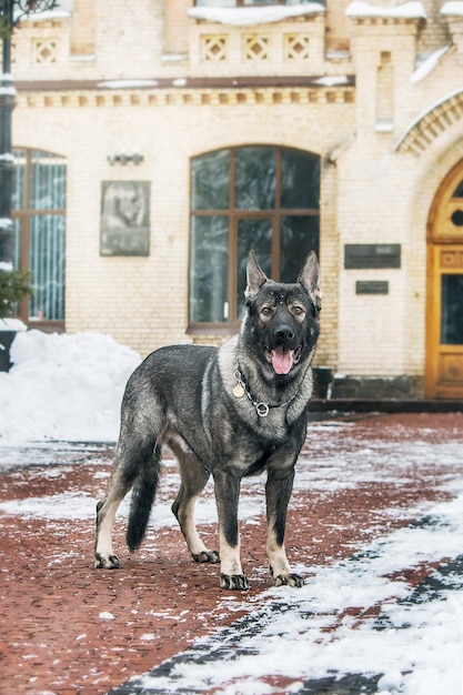 Un perro parado frente a un edificio con nieve en el suelo.