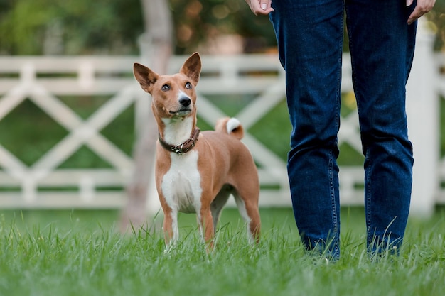 Un perro parado en la hierba con una persona que usa jeans azules.