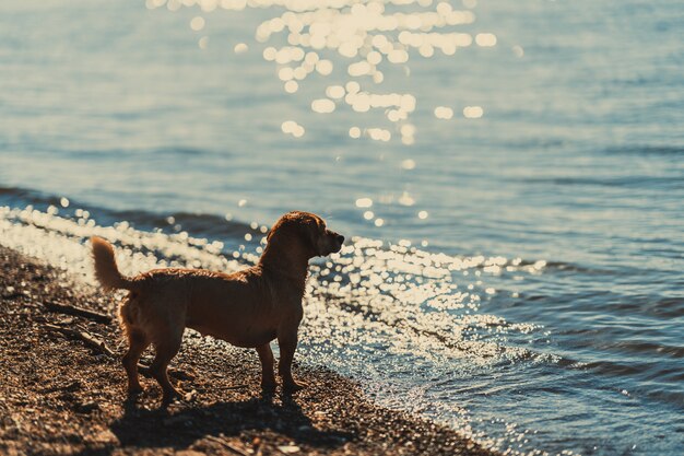 Foto perro parado junto al río