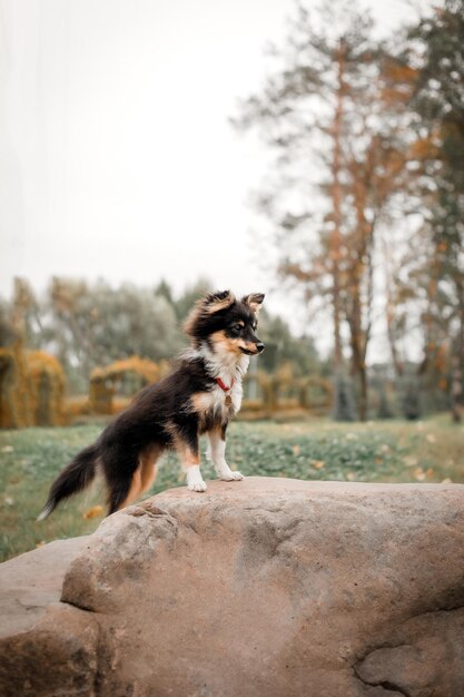 Un perro parado sobre una roca en un campo.