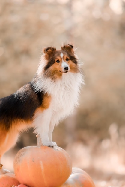 Un perro parado sobre una roca