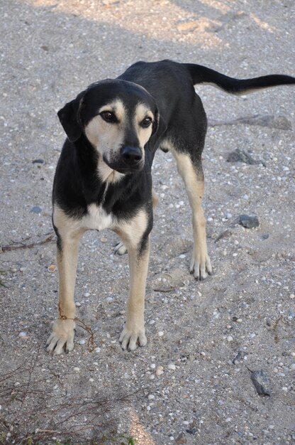 Un perro parado en el suelo con la palabra amor escrita