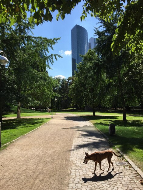 Foto perro en el parque contra el cielo