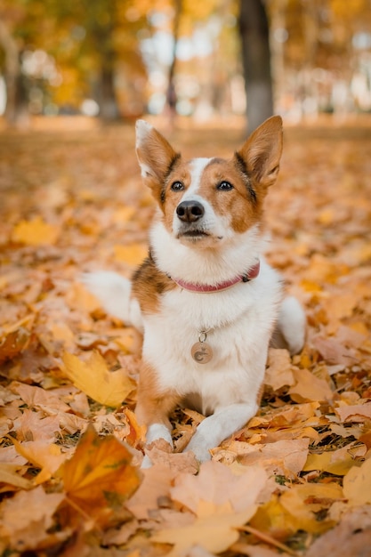 Un perro en un parque con hojas de otoño en el suelo.