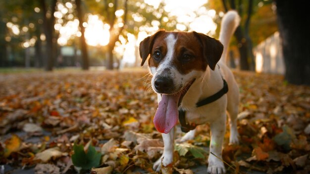 Foto un perro en un parque con hojas en el suelo.