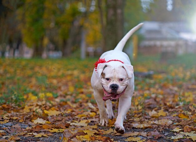 Perro en el parque de otoño Divertido feliz lindo perro raza bulldog americano corre sonriendo en las hojas caídas Concepto de otoño dorado naranja