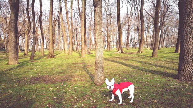 Foto perro en el parque