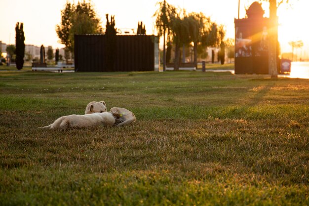 perro en el parque