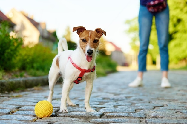 Perro paseando por las calles de la ciudad con su dueño