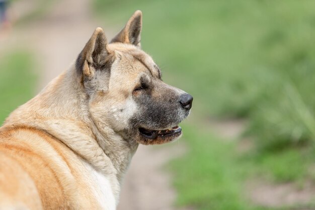 Un perro paseando por un campo con el cielo de fondo