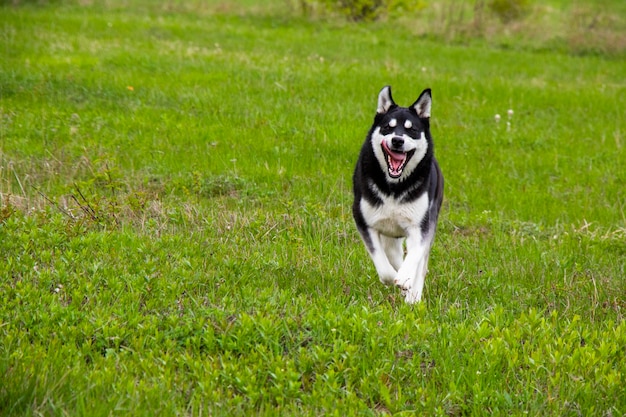 Foto perro paseando en campo salvaje