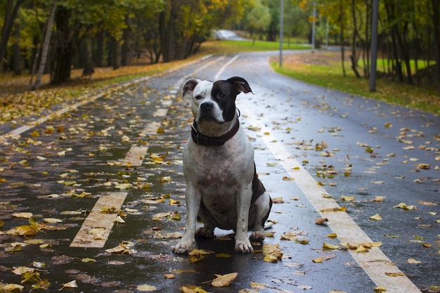 Un perro paseando por el parque de otoño Follaje amarillo caído