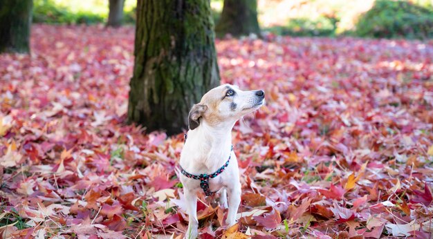 Un perro paseando por el parque en otoño.