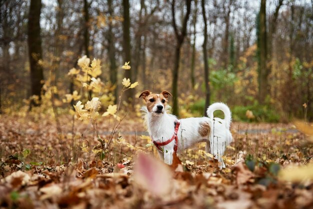 Foto perro paseando en el parque de otoño